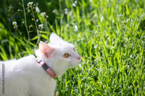 White fluffy cat walks in the spring.