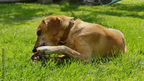 dog eating a treat on the grass