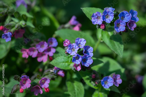 Pink and blue flowers  lungwort in the early spring.