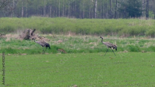 two cranes walking on the meadow