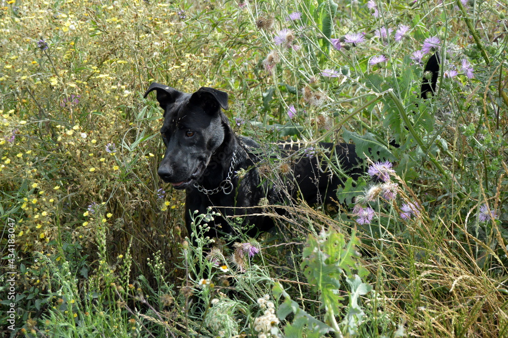 Fototapeta premium Perros negros en campo de primavera
