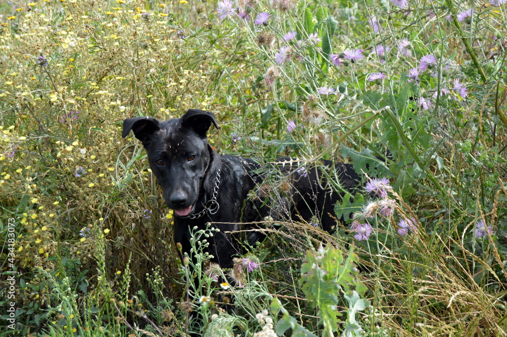 Perros negros en campo de primavera Perros negros en campo de primavera