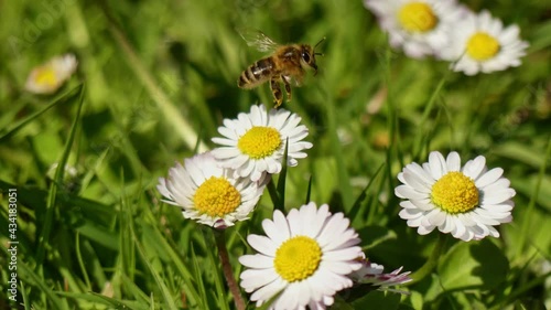 honey bee pollinating a flower