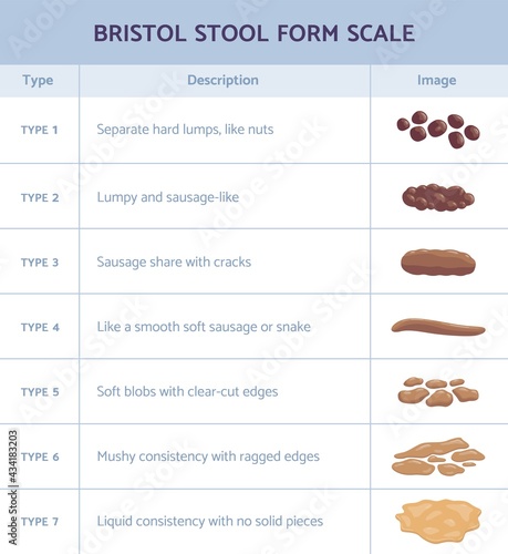 Bristol stool form scale infographic with faeces type flat vector illustration. photo