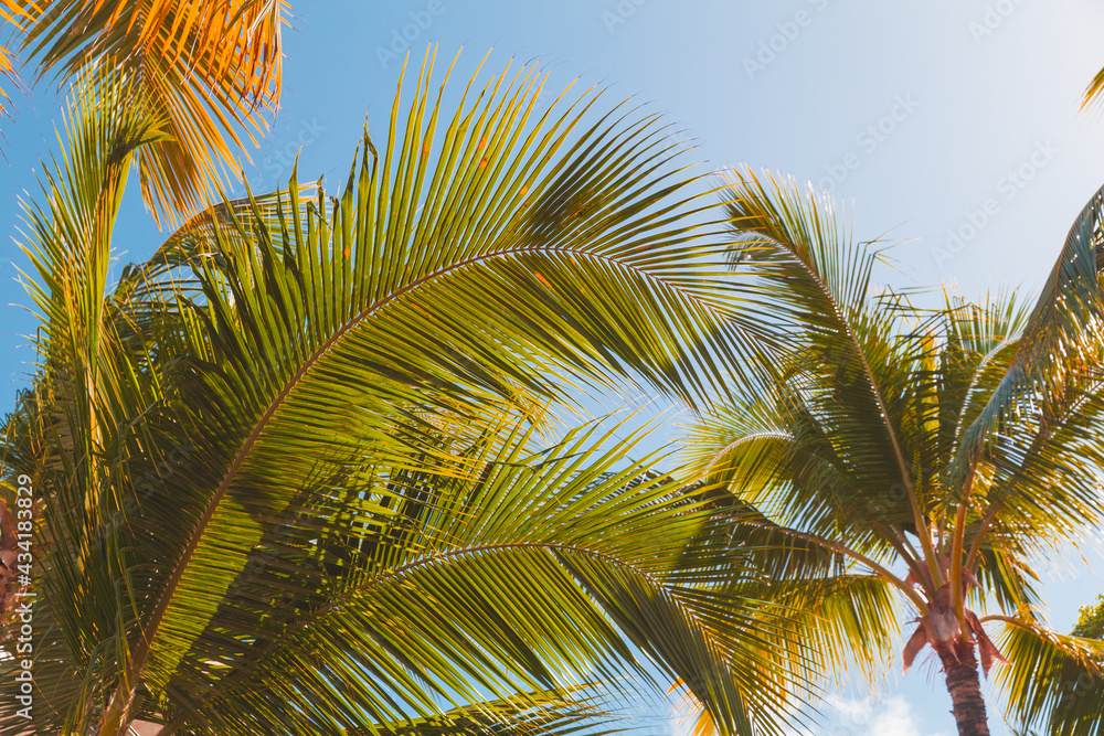 Fototapeta premium Coconut palm leaves are under blue sky