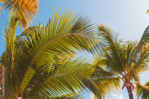 Coconut palm leaves are under blue sky