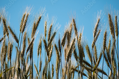 Rye growing against the blue sky in Myanmar