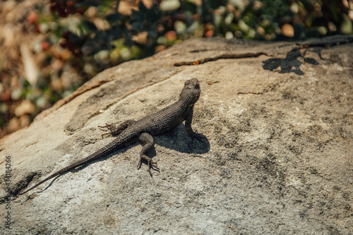 island land iguana