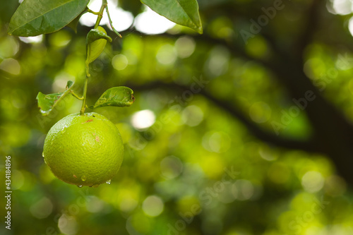 Green lemon with leaves hanging on a tree in a blurred green background