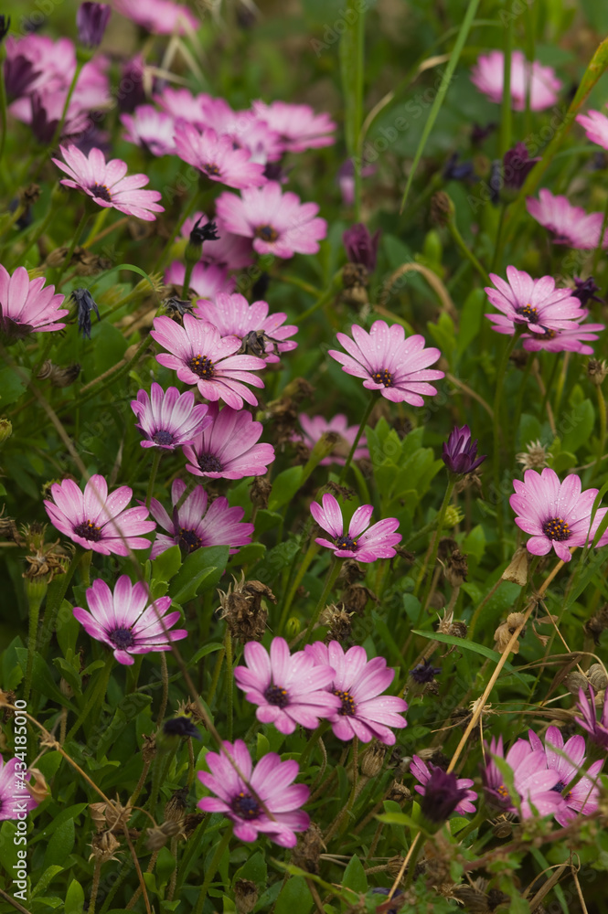 A field of Pink Dimorphotheca ecklonis or Cape daisy flowers in a park A field of Pink Dimorphotheca ecklonis or Cape daisy flowers in a park