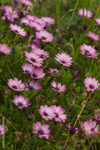 A field of Pink Dimorphotheca ecklonis or Cape daisy flowers in a park