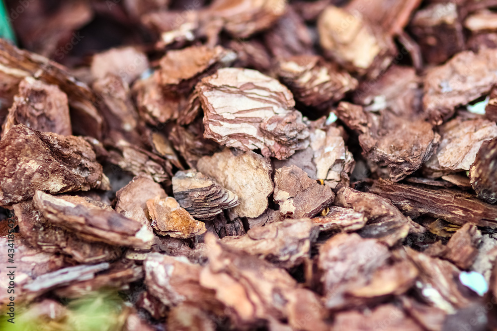 A bark on the ground in the park nature background A bark on the ground in the park nature background