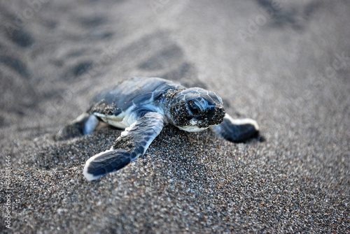 Photography Baby Turtle