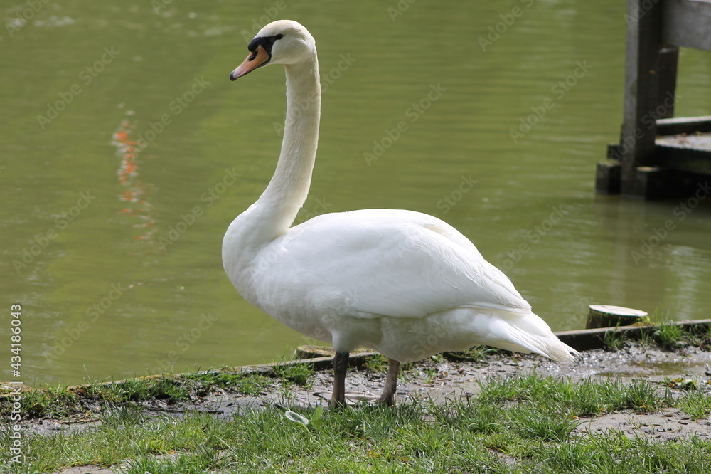 Obraz premium swan and cygnets