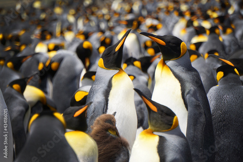 King penguin family 