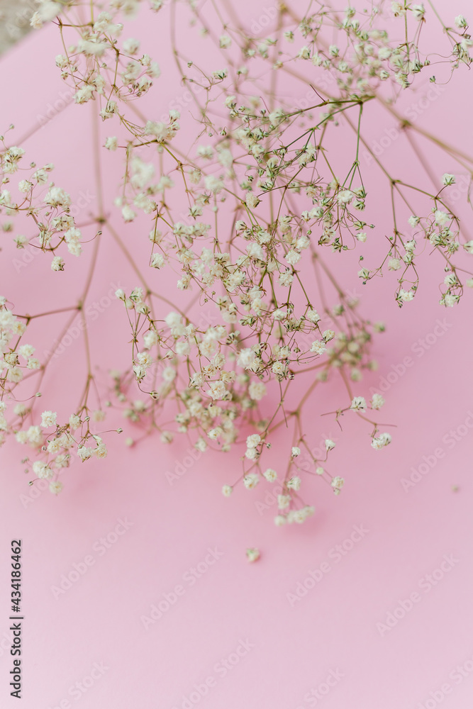 Obraz premium Small white flowers on a pink background. Holidays. Gypsophila.