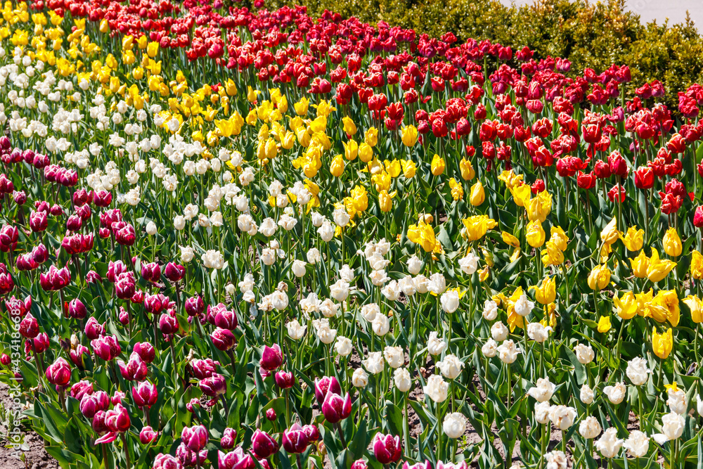 Beautiful multicolored tulips in a flower park  at spring