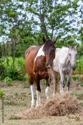 two horses in a field, eating