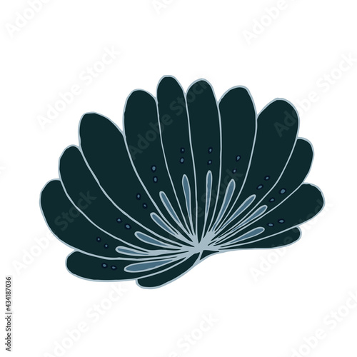 seashell sea vector isolated hand drawing sketch blue