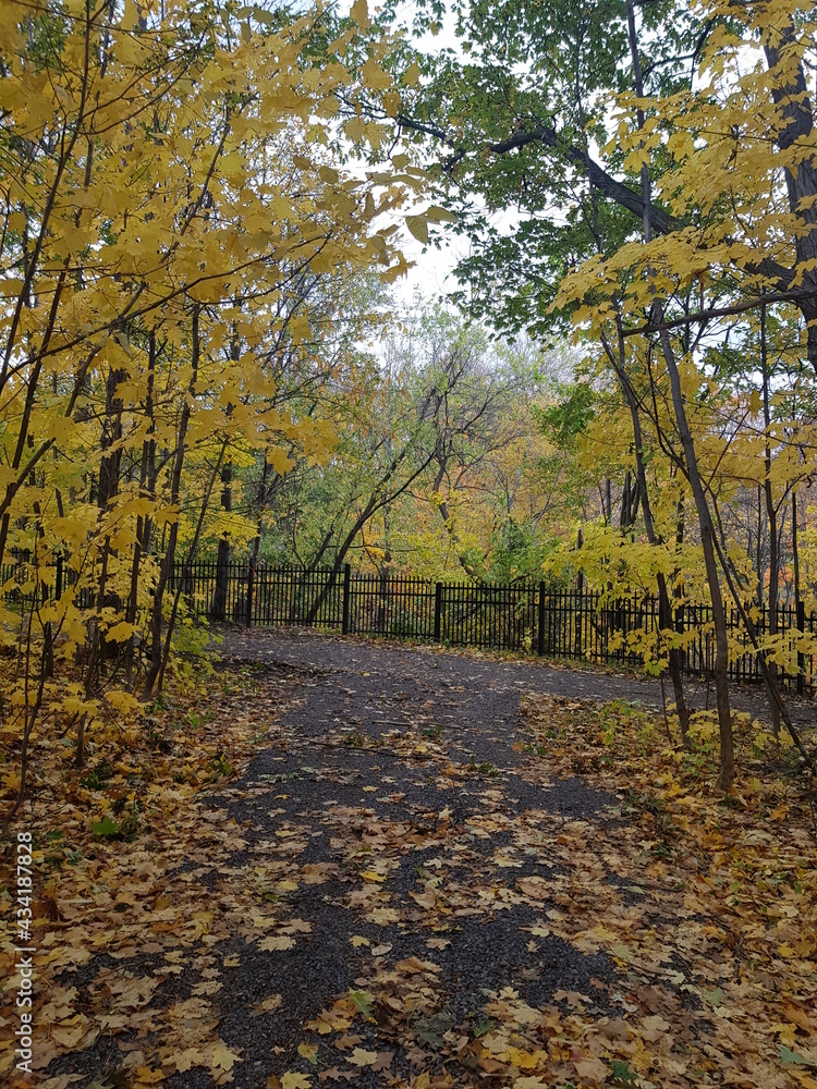 Naklejka premium autumn in the woods