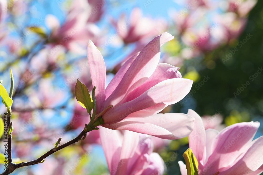Obraz premium pink magnolia tree