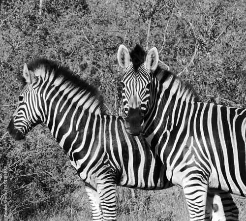 Two beautiful zebras in black and white, one zebra looking at the camera, one in profile. 