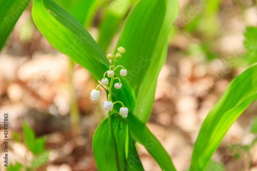 Lily of the valley (Convallaria majalis) white flowers in forest at spring