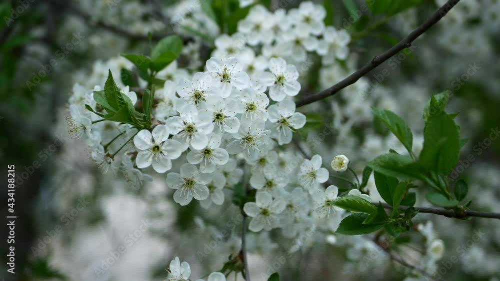 Blooming cherry on a city street. Spring landscape - white flowers on a tree in the rays of the setting sun. Blooming cherry on a city street. Spring landscape - white flowers on a tree in the rays of the setting sun.
