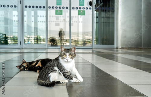Cat sitting at empty airport during coronavirus lockdown. Thessaloniki, Greece photo