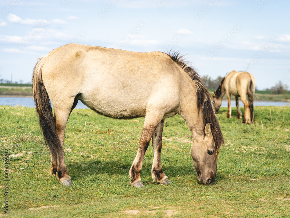 Wild Horses Beuningse UIterwaarde Wild Horses Beuningse UIterwaarde