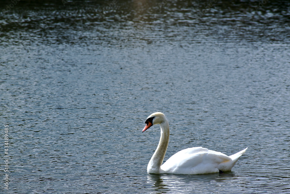 White mute swan on the Serpentine, Hyde Park, London, UK White mute swan on the Serpentine, Hyde Park, London, UK