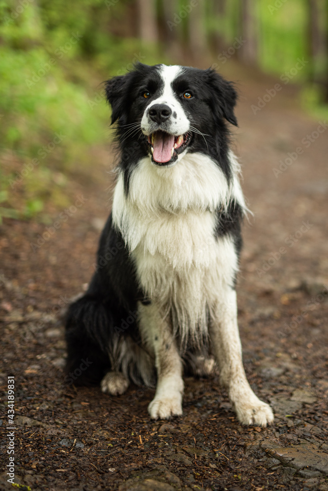 Little bit dirty border collie dog portrait