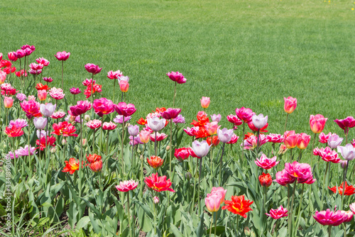 Bright red and pink tulips on a background of green grass on a sunny spring day.