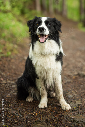 Little bit dirty border collie dog portrait