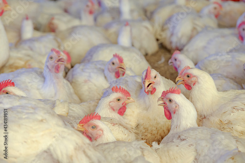 Detalhe interno de frangos em granja avícola de Guarani, Minas Gerais, Brasil photo