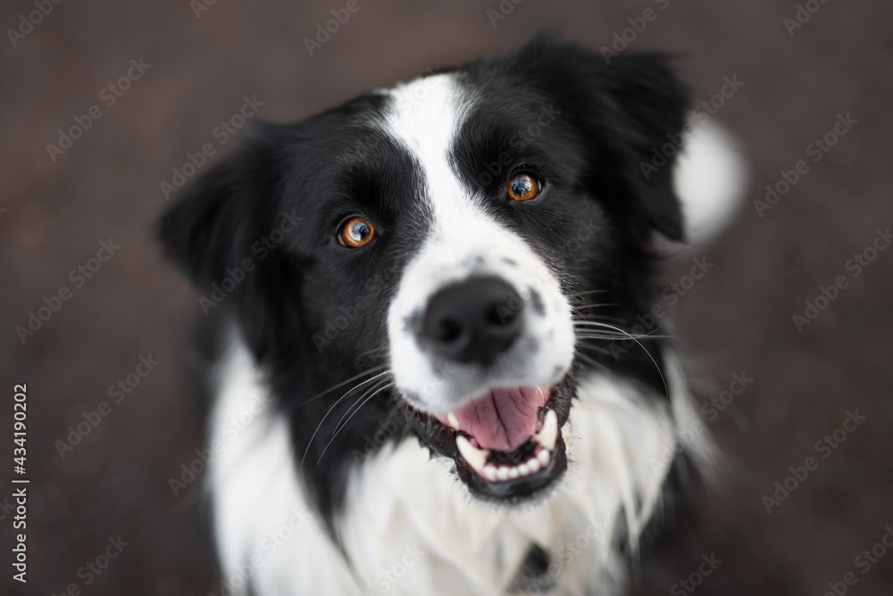 Border collie dog looking into camera and smile