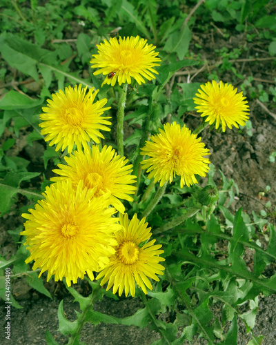 Dandelion bush with yellow flowers and a small ladybug insect