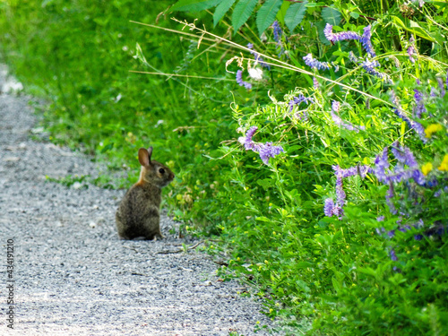 tiny bunny