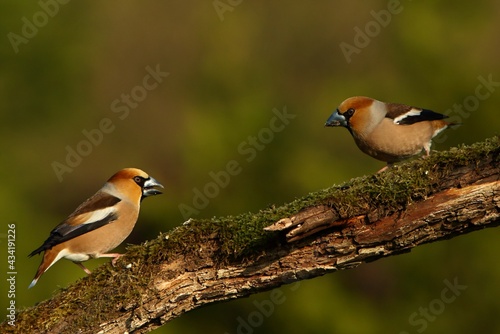 The Hawfinch (Coccothraustes coccothraustes) two males on the same old branch in the morning sun. Prepare for fighting.