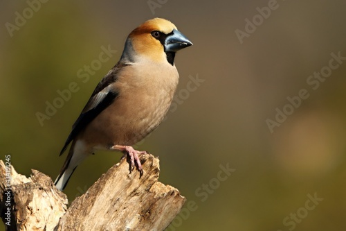 The Hawfinch (Coccothraustes coccothraustes) male on the old branch in the morning sun.