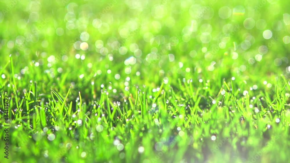 Grass with dew drops.
lawn Grass Background With Water Drops closeup. Garden, gardening concept. Nature. Environment. Slow motion 240 fps. 4K video footage Grass with dew drops.
lawn Grass Background With Water Drops closeup. Garden, gardening concept. Nature. Environment. Slow motion 240 fps. 4K video footage