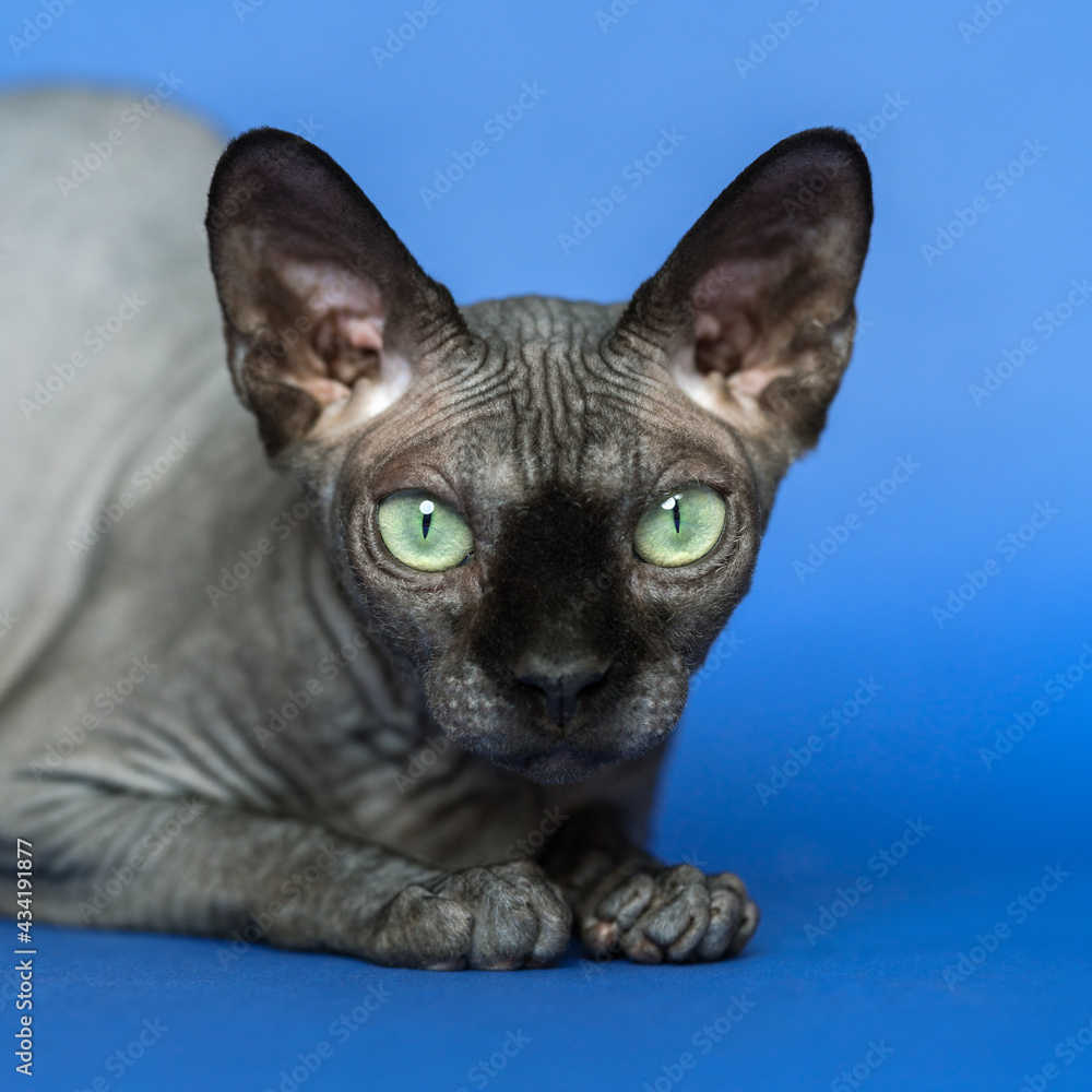 Canadian Sphynx cat - breed of cat known for its lack of fur. Close-up portrait of sweet female cat on blue background.
