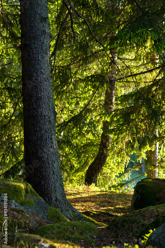 Sonniger Wald in Schweden