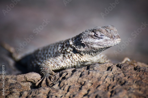 Lizard bask on the sun