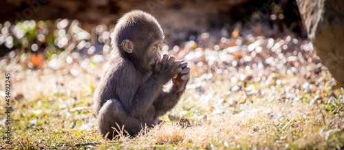 Baby Gorilla