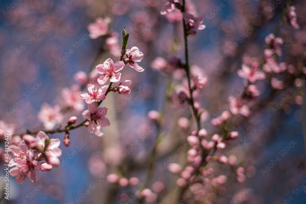 Branch with peach blossoms in sunny spring day. Branch with peach blossoms in sunny spring day.