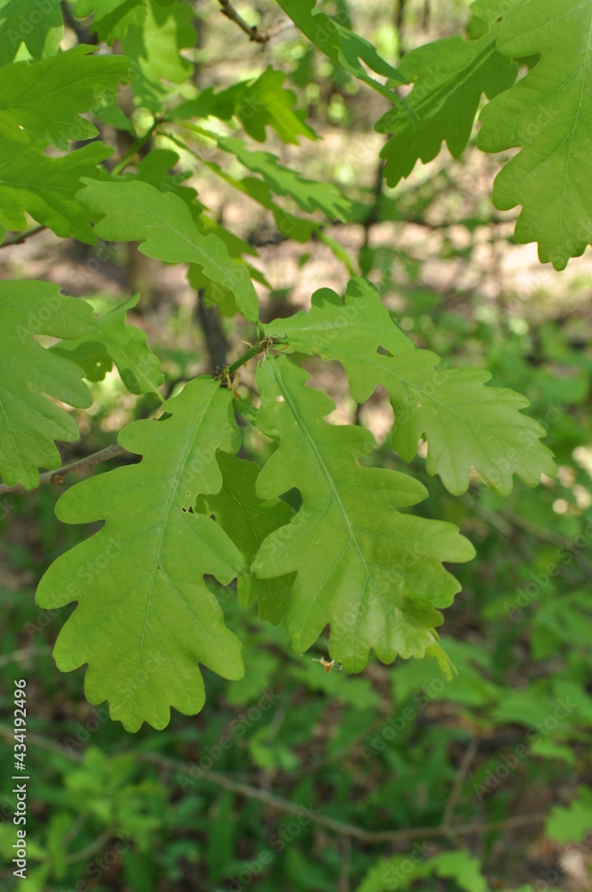 Young leaves close-up on a blurred background. Oak (Latin Quércus) Early spring in the forest. Young leaves close-up on a blurred background. Oak (Latin Quércus) Early spring in the forest.