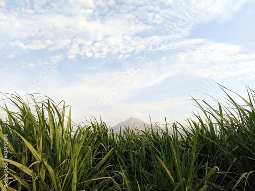 Campo, grass in farm Montaña