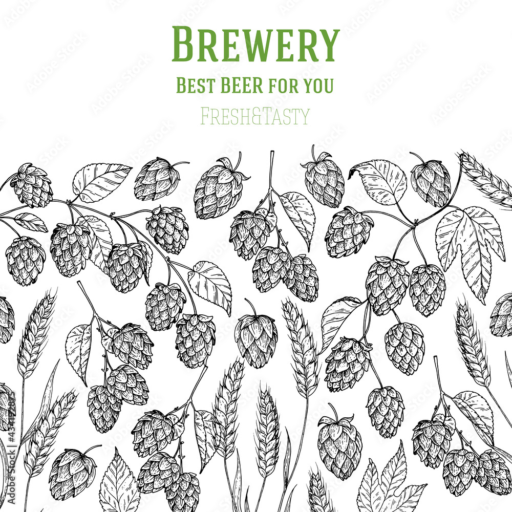 Hops and malt sketch. Beer ingredients vector illustration. Vintage design. Brewery design template. Beer hop illustration. Hand drawn sketch design. Hops and malt sketch. Beer ingredients vector illustration. Vintage design. Brewery design template. Beer hop illustration. Hand drawn sketch design.