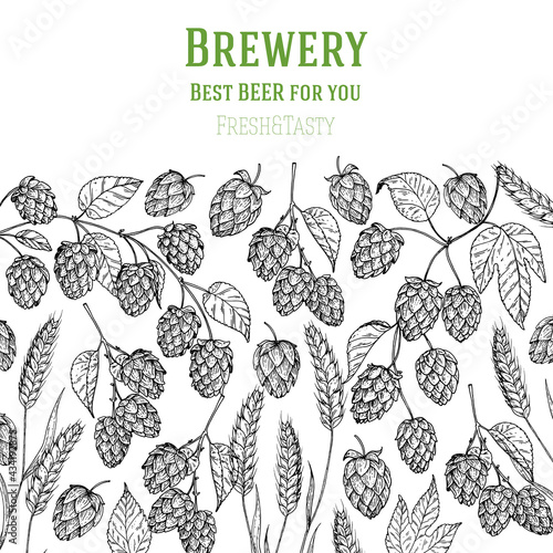 Hops and malt sketch. Beer ingredients vector illustration. Vintage design. Brewery design template. Beer hop illustration. Hand drawn sketch design.